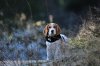 beagle-plants-standing-dogs.jpeg