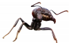 ant-macro-insects-ewua.png