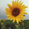 Sunflower_kate4