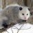 opossum